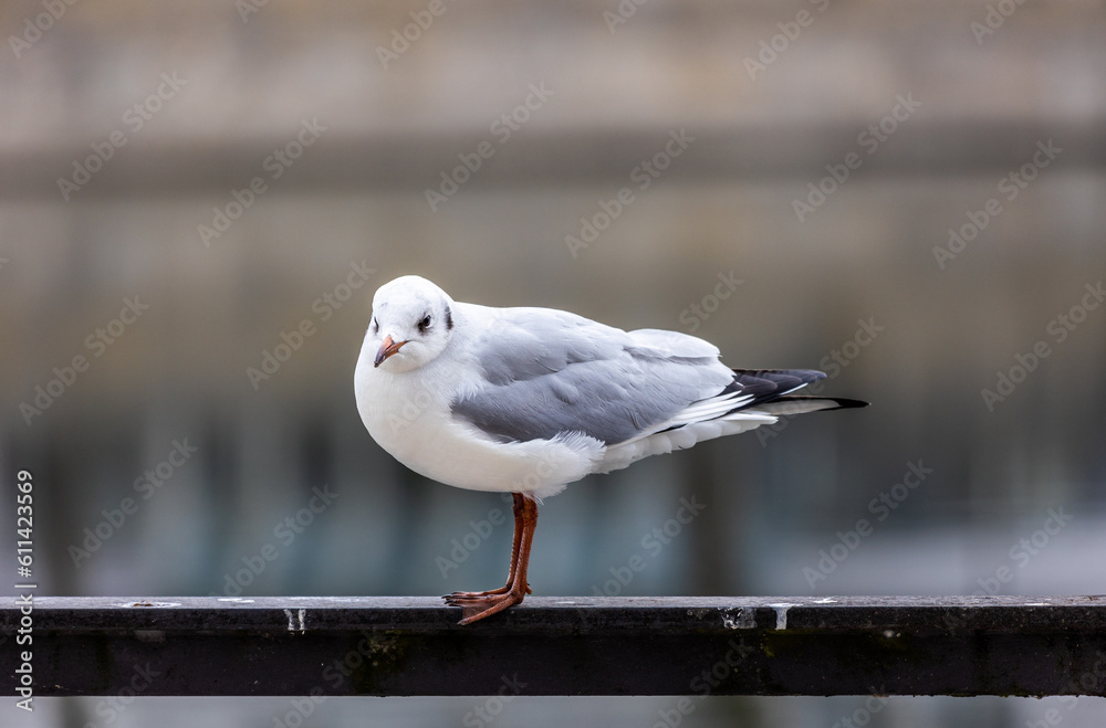 Obraz premium Landshut