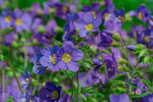 Fototapeta Naklejka Na Ścianę i Meble -  Blue flowers of Polemonium yezoense Bressingham Purple