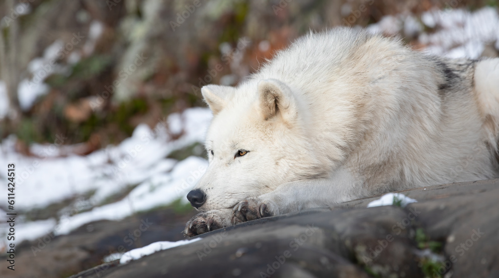 Obraz premium White Wolf, Whispers of the Arctic: Mesmerizing Capture of a Solitary Arctic Wolf. Wildlife Photography. 