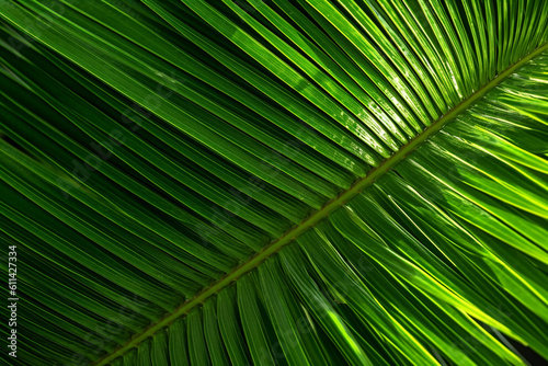 unique coconut leaves