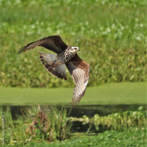 Endangered Snail Kite Flight Paynes Prairie Gainesville FL