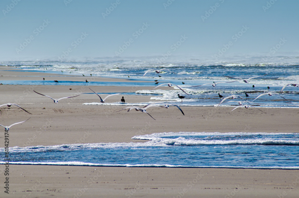 seagulls on the beach