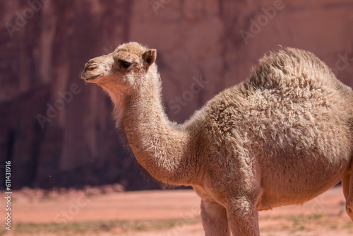 portrait of a baby camel in the desert, Wadi Rum, Jordan
