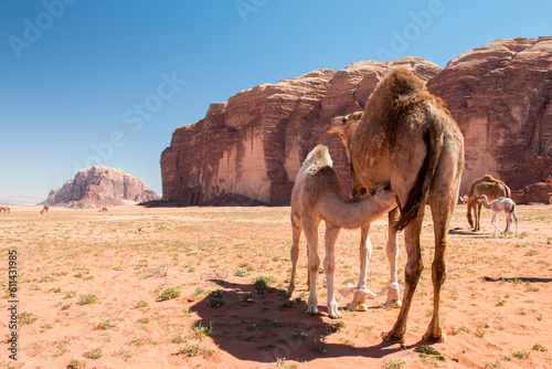 Young camel calf suckling in the desert  Wadi Rum  Jordan