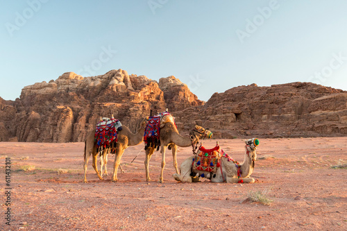dromedary camel caravan resting in the desert, Wadi Rum, Jordan,