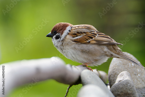 Fluffy tree sparrow on a stick by the rocks. Czechia.  © Milan