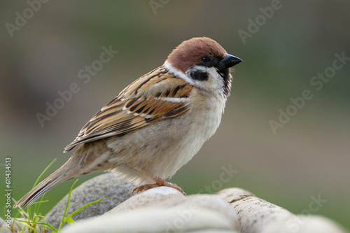 Fluffy tree sparrow on stones. Czechia.