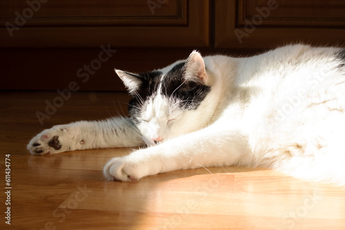 Big fat white cat lying on the floor in the sun photo