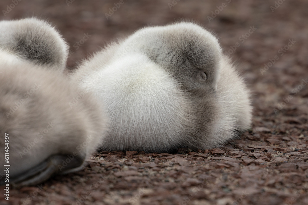 cute baby swan cygnet sleeping cute baby swan cygnet sleeping