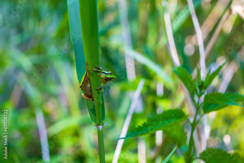 Hyla arborea - Green tree frog on a stalk. The background is green. The photo has a nice bokeh. Wild photo