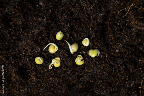 sprout pee seeds on soil