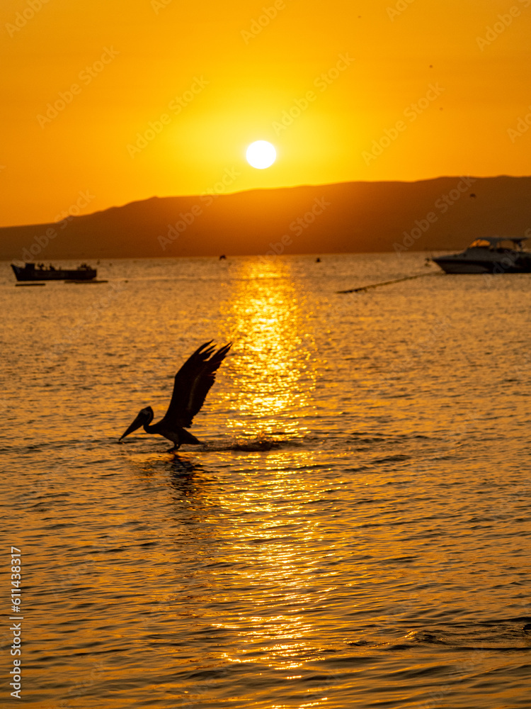 Pelicano peruano volando al atardecer en Paracas, Ica, Peru