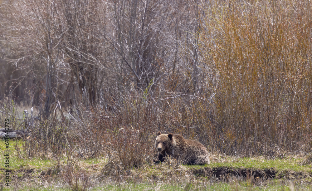 Grizzly Bear in Yellowstone National Park in Springtime Grizzly Bear in Yellowstone National Park in Springtime