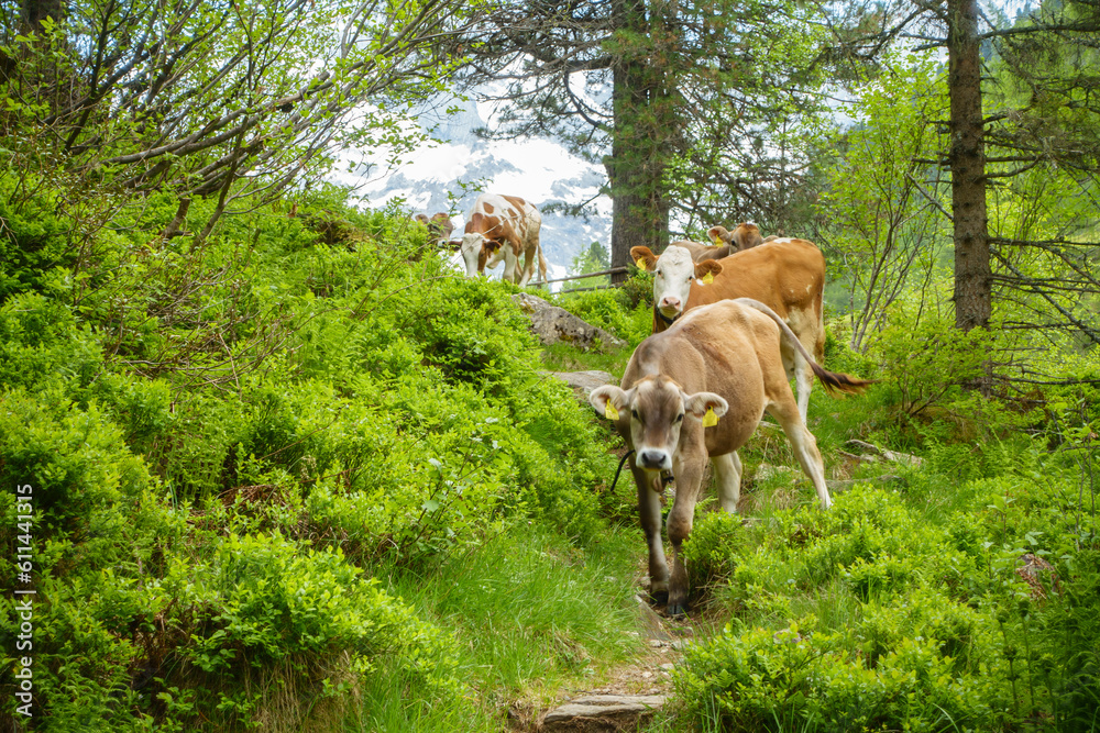 Junge Kühe auf einem Wanderweg im Wald Junge Kühe auf einem Wanderweg im Wald