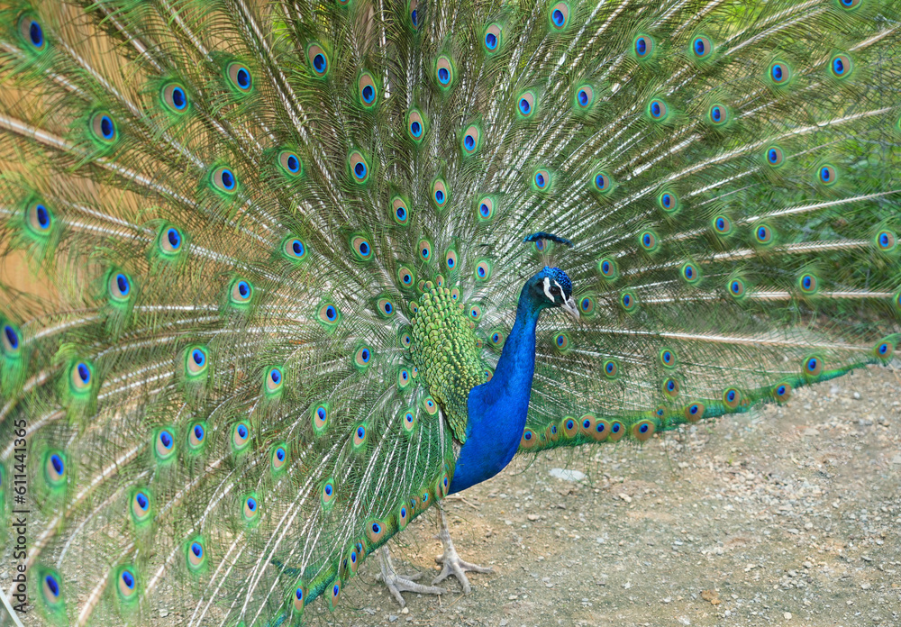 Obraz premium close up on blue male peacock