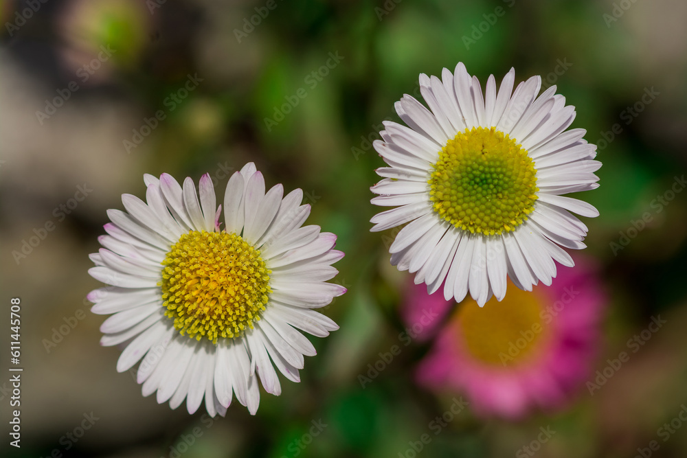 Obraz premium Close up of spring white daisies in a field.