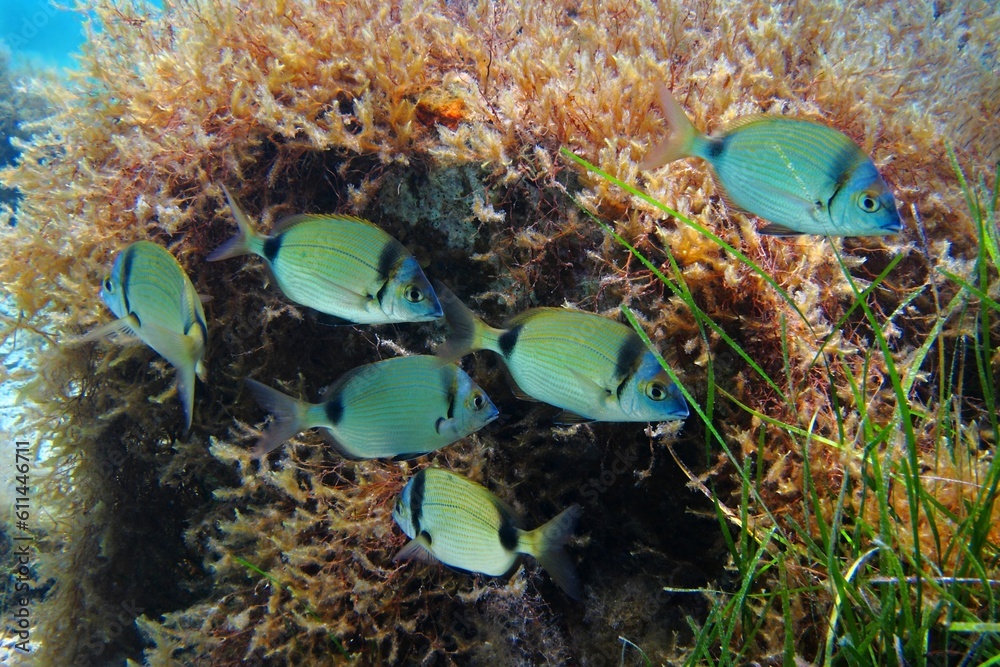 Seabed Fishes 52