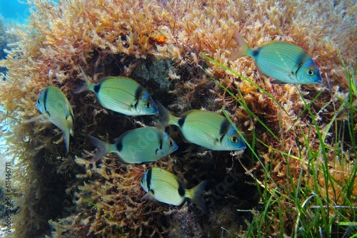 Swimming school of fish  seabream  in the sea. Seabed with underwater plants and fish. Scuba diving with marine life  underwater photography.