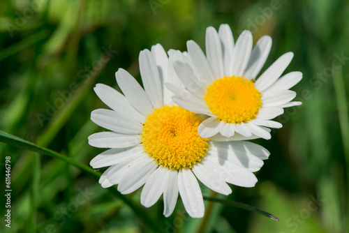 Close up of spring white daisies in a field.