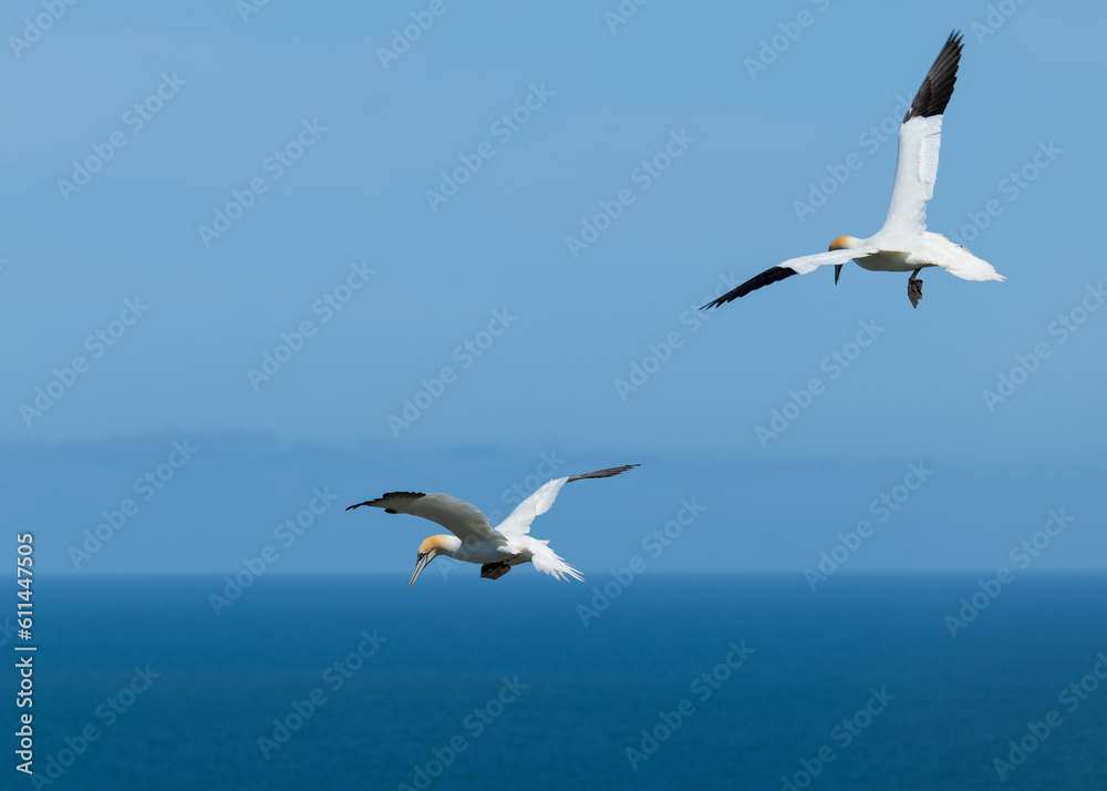 gannetts in flight