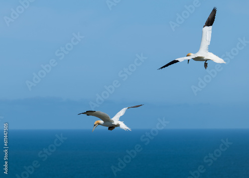gannetts in flight