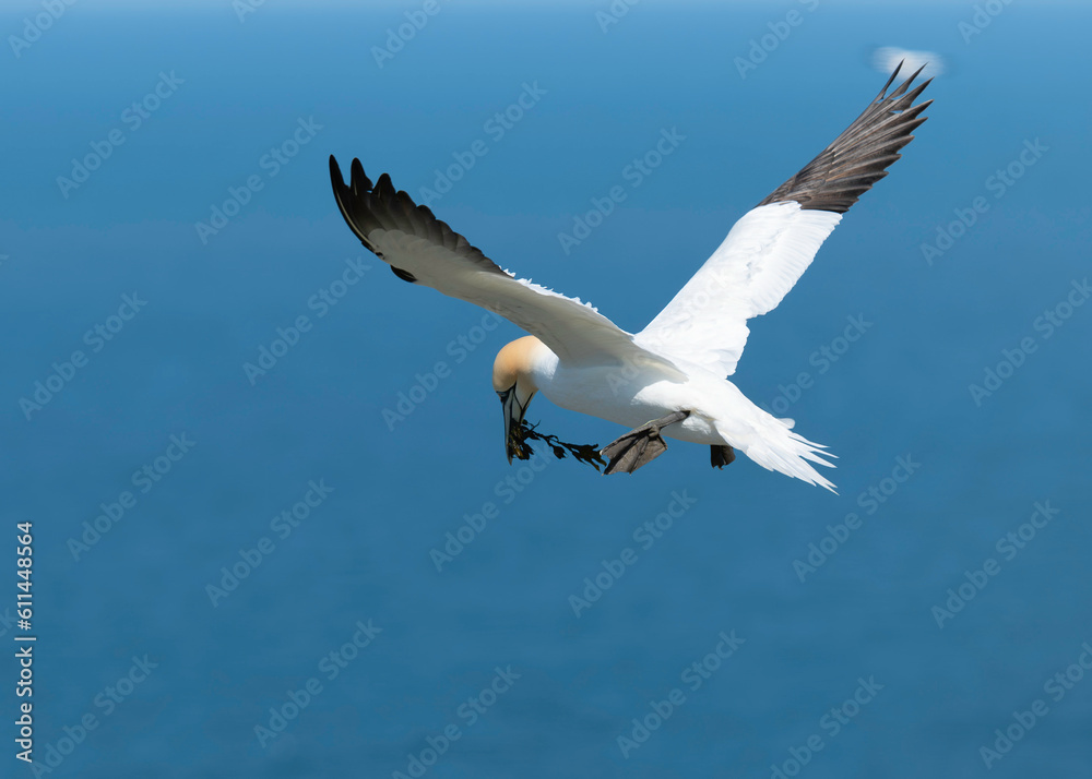 bird in flight bird in flight
