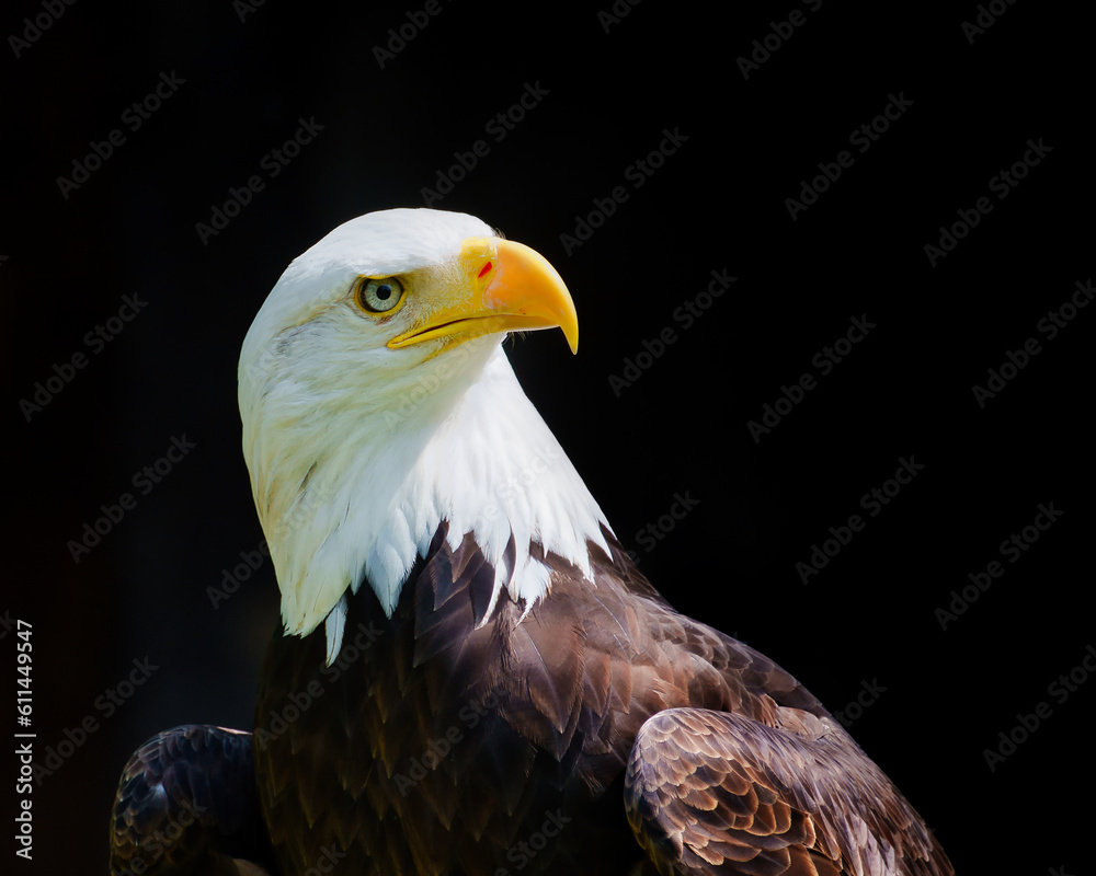 Obraz premium Weißkopfseeadler