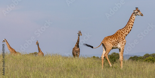 Photography Giraffes