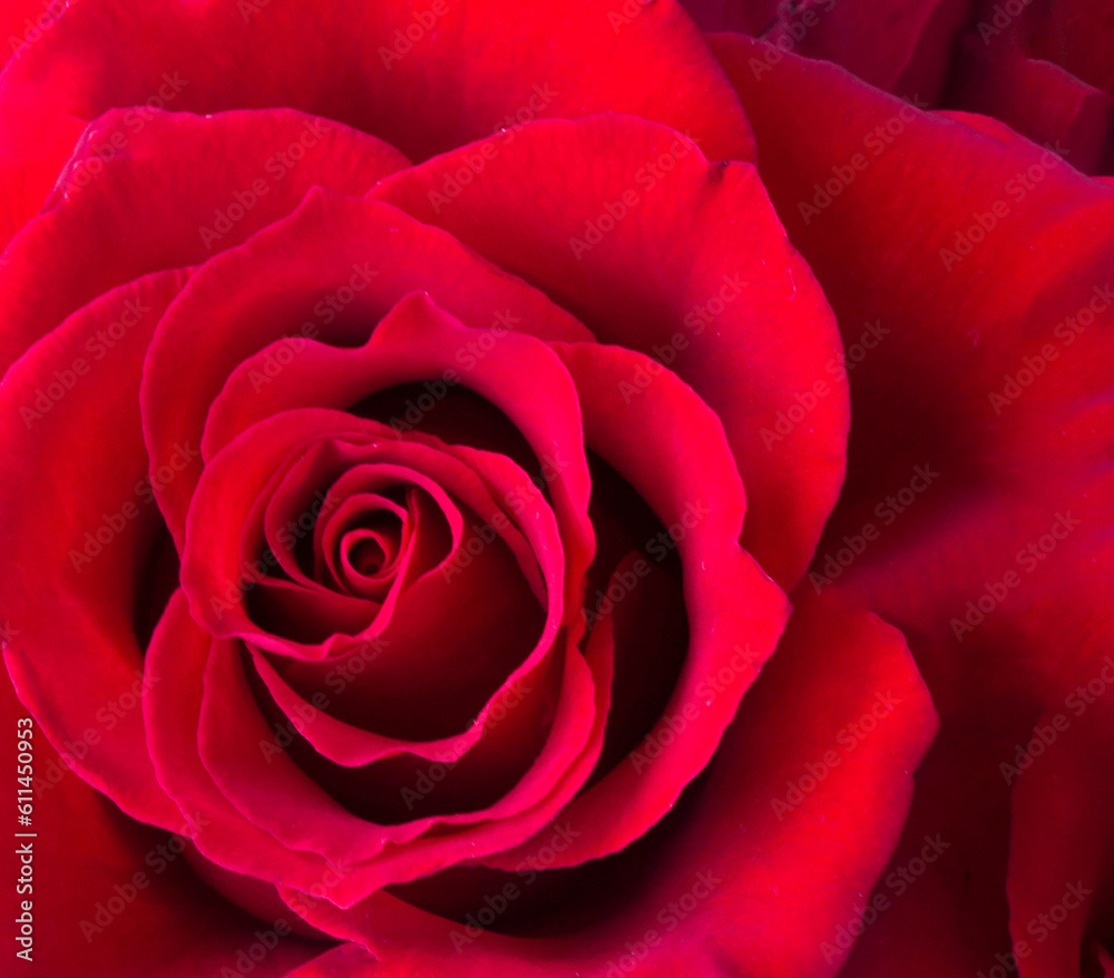 Red rose. Close-up. Flower background. Red rose. Close-up. Flower background.