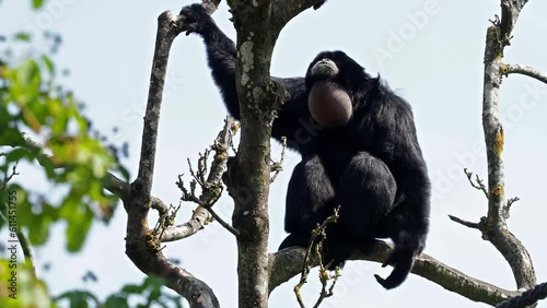 The siamang, Symphalangus syndactylus is an arboreal black-furred gibbon native to the forests of Malaysia, Thailand, and Sumatra. The largest of the gibbons. photo
