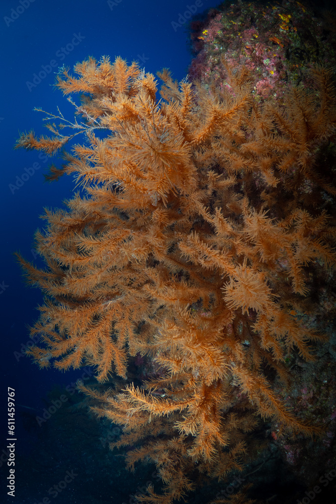 Scuba Diving La Palma in the Canary Islands - Beautiful underwater ecosystem while diving the Canaries Scuba Diving La Palma in the Canary Islands - Beautiful underwater ecosystem while diving the Canaries