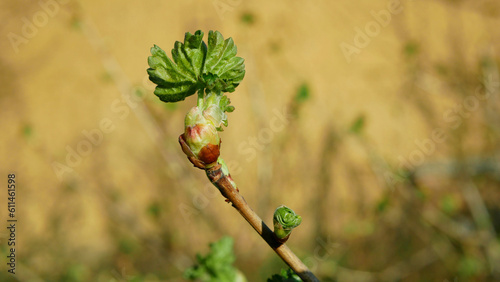 Jostaberry spring growing bud branch garden leaves leaf close-up detail macro buds, farm flowering springtime fruit tree growing bud branch garden spring trees Ribes nidigrolaria Europe photo
