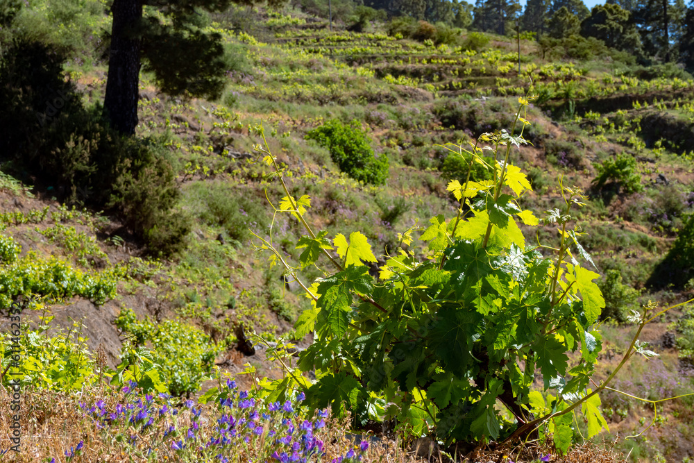 Aerial view above vineyards in La Palma, Canary Islands, Spain Aerial view above vineyards in La Palma, Canary Islands, Spain