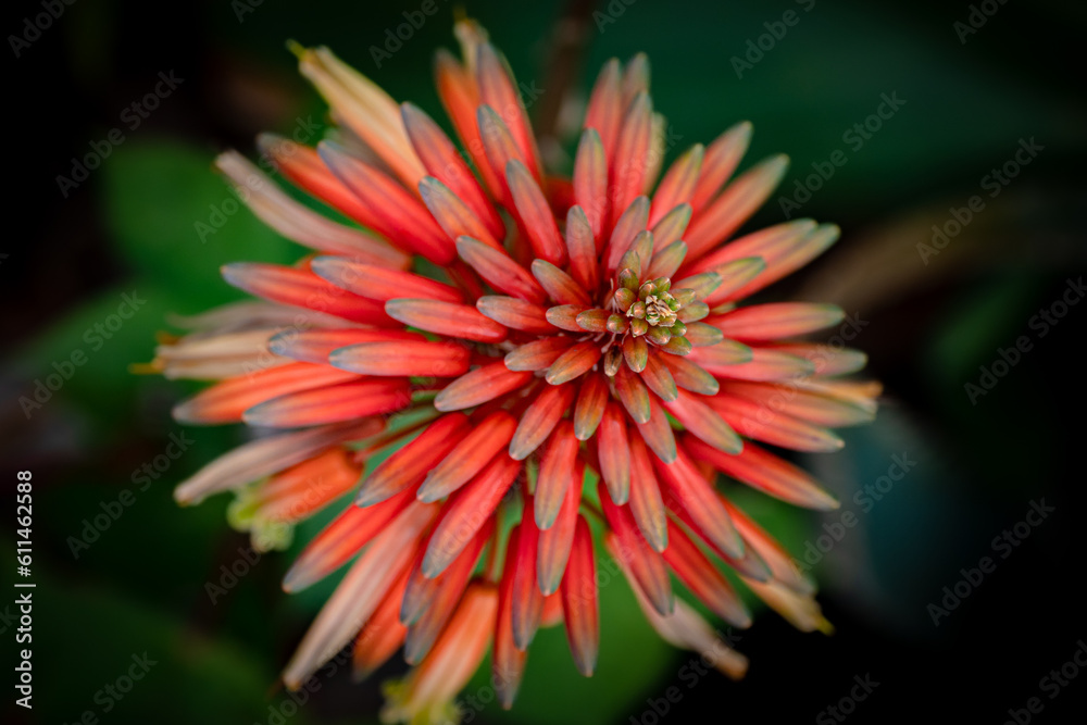Close up of red flower of succulent plant Close up of red flower of succulent plant