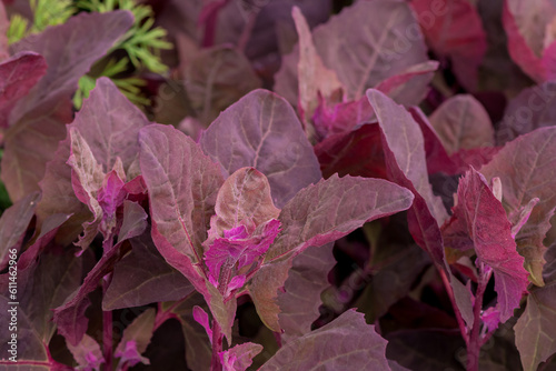 Fresh purple Garden Orache, Atriplex hortensis or French spinach, loboda photo