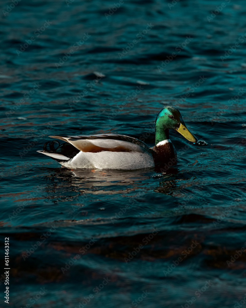 duck in the water duck in the water