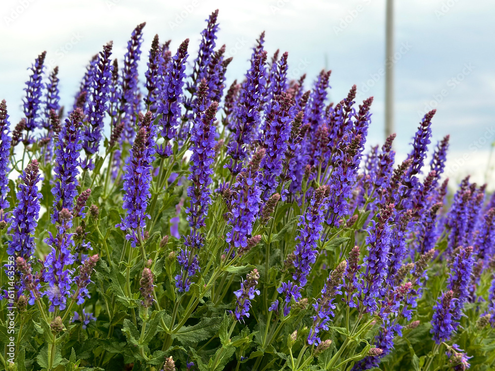 Naklejka premium pink flower Liatris spicata marco