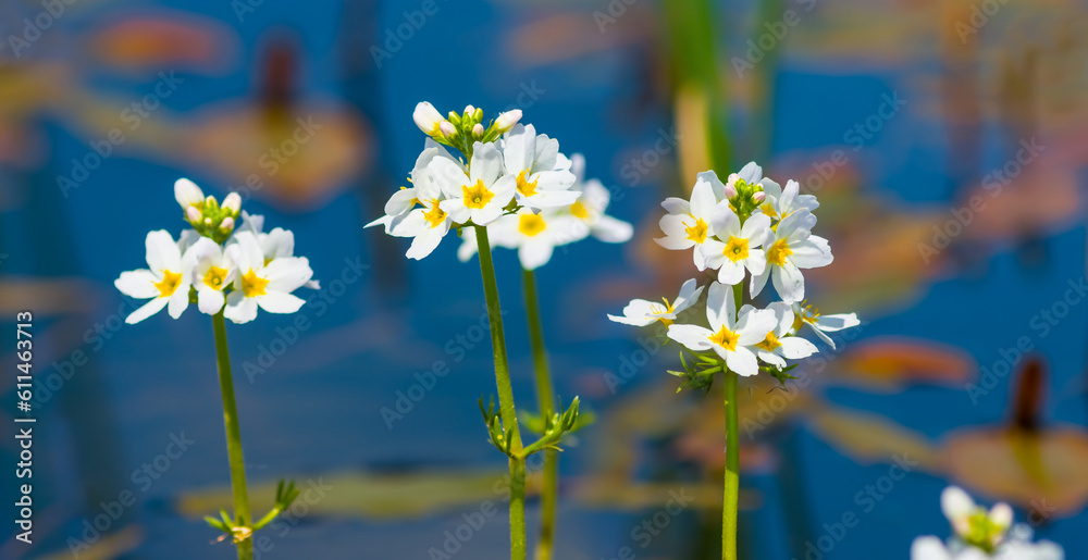 closeup water plant in blossom,  white flowers in the water