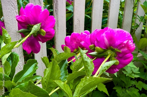 pink peony blossoms and a white pickett fence