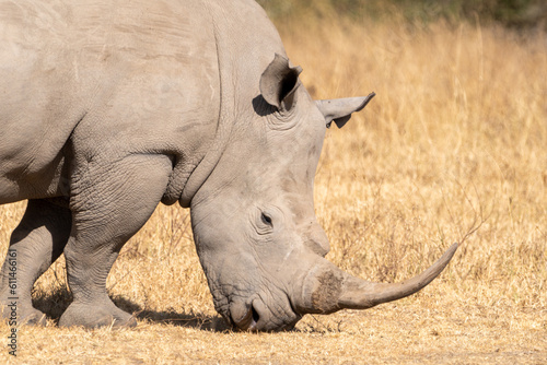 Rhinoceros walks in the grassland of Lake Nakuru National Park Kenya Africa