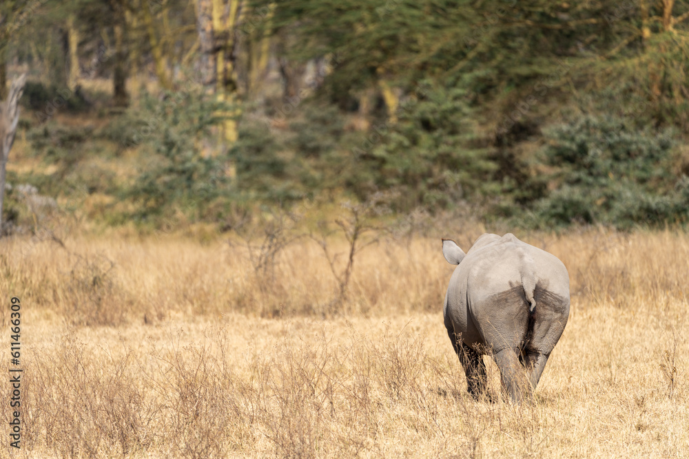 Rhinoceros walks in the grassland of Lake Nakuru National Park Kenya Africa, butt showing