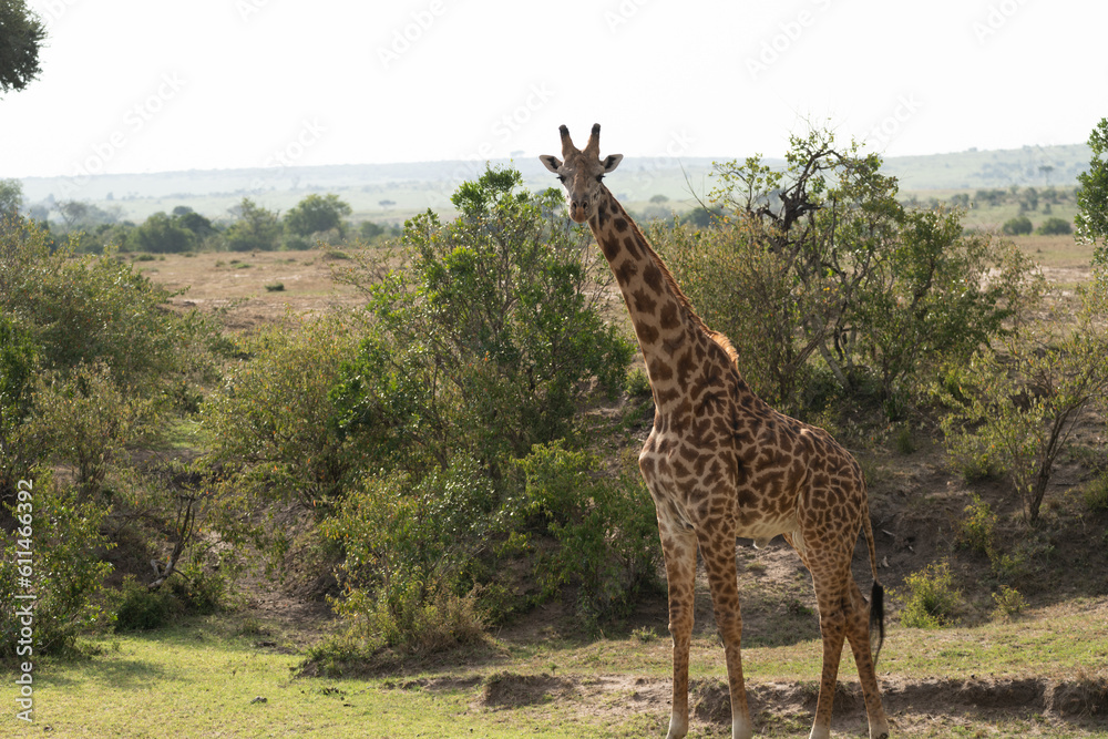 Obraz premium Giraffe looking at camera in the Masaai Mara Reserve