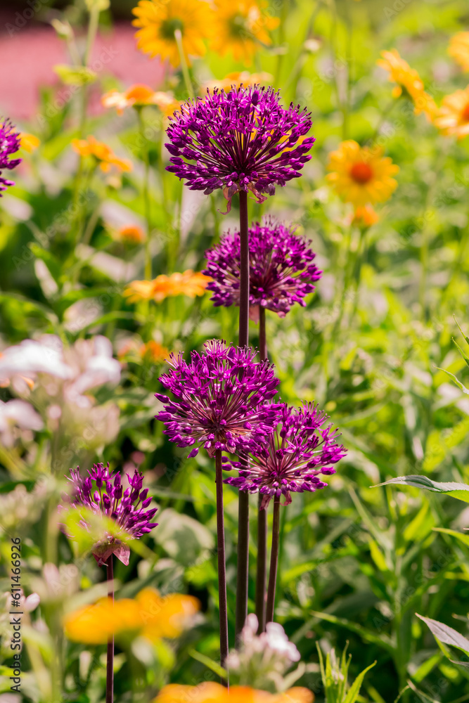 Fototapeta premium Giant allium flower heads in sunshine