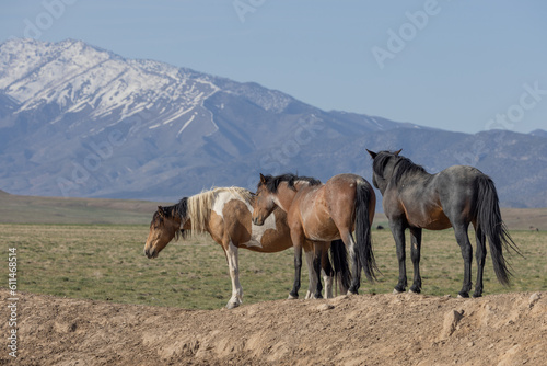 Wild Horses in Springtime in the Utah Desert