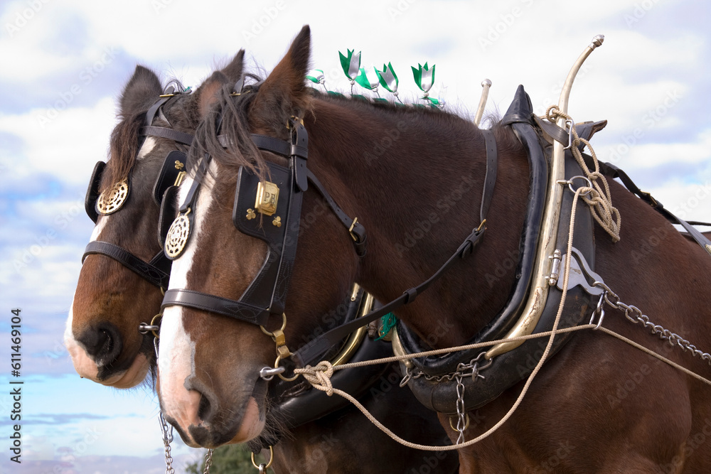 Obraz premium Two bridled horses