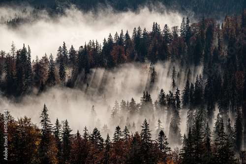 autumn Carpathian forest in morning fog