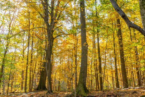 A hike through the woods with beautiful fall colors