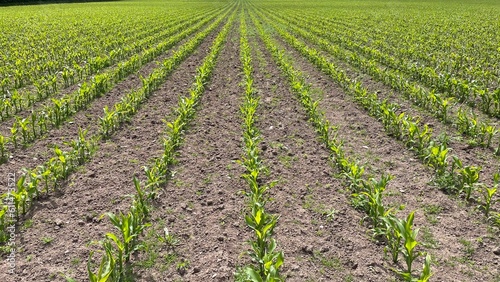 Ploughed fields with and without crops