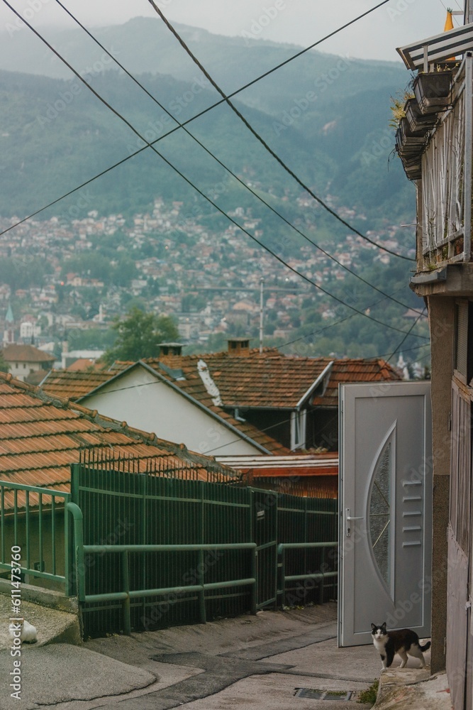 Cat on the street on a hill with panoramic view of Sarajevo 