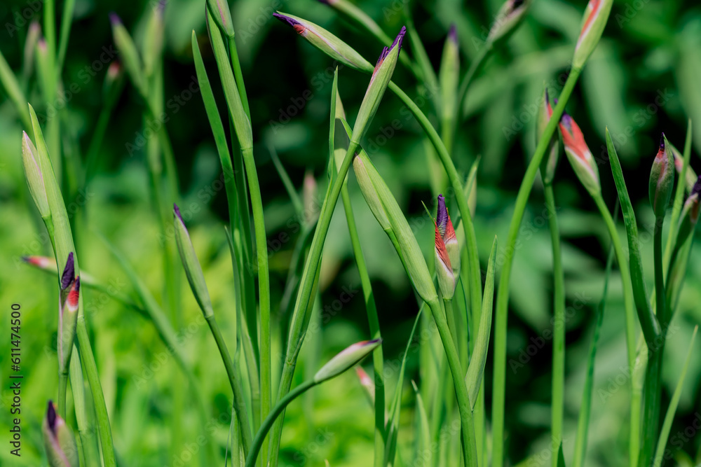 Blue iris flower in front of green leaves Blue iris flower in front of green leaves